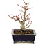 Acer palmatum, 14 cm, ± 10 jaar oud, in handgemaakte Japanse pot