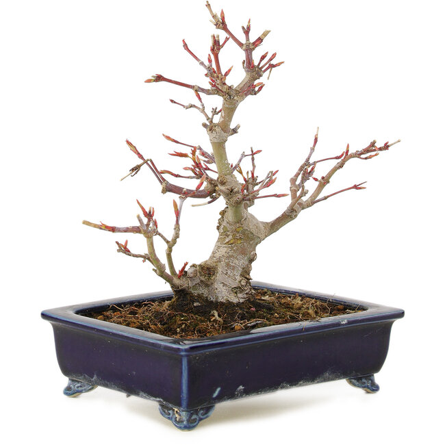 Acer palmatum, 14 cm, ± 10 jaar oud, in handgemaakte Japanse pot
