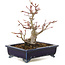 Acer palmatum, 14 cm, ± 10 anni, in un vaso giapponese fatto a mano