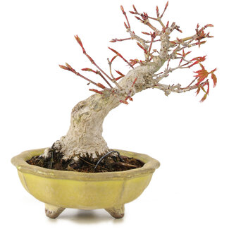 Acer palmatum, 14 cm, ± 15 jaar oud