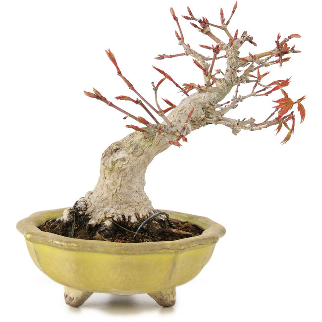 Acer palmatum, 14 cm, ± 15 jaar oud