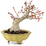 Acer palmatum, 14 cm, ± 15 jaar oud