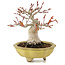 Acer palmatum, 14 cm, ± 15 years old