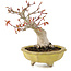 Acer palmatum, 14 cm, ± 15 jaar oud
