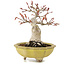 Acer palmatum, 14 cm, ± 15 years old