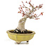 Acer palmatum, 14 cm, ± 15 jaar oud