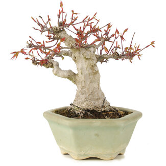 Acer palmatum, 16 cm, ± 15 Jahre alt