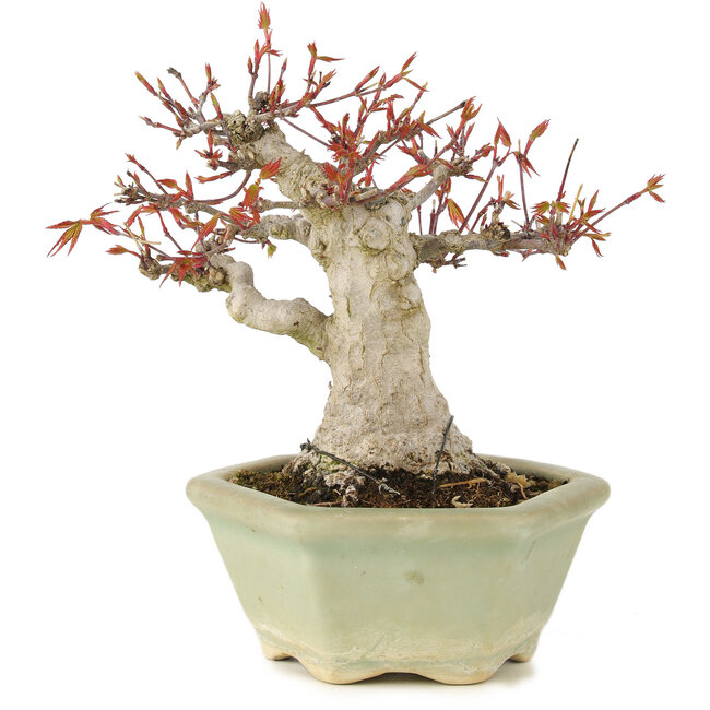 Acer palmatum, 16 cm, ± 15 anni