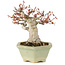 Acer palmatum, 16 cm, ± 15 Jahre alt