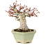 Acer palmatum, 16 cm, ± 15 years old