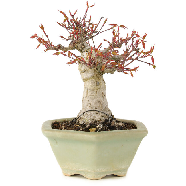 Acer palmatum, 16 cm, ± 15 ans