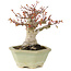 Acer palmatum, 16 cm, ± 15 jaar oud