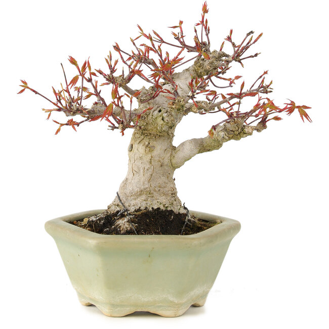Acer palmatum, 16 cm, ± 15 anni
