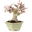 Acer palmatum, 16 cm, ± 15 ans