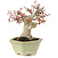 Acer palmatum, 16 cm, ± 15 Jahre alt