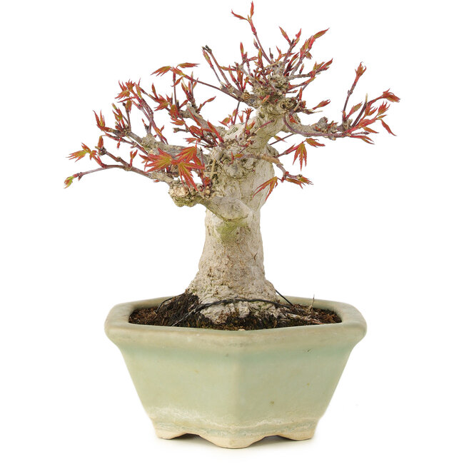 Acer palmatum, 16 cm, ± 15 anni