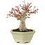 Acer palmatum, 16 cm, ± 15 jaar oud