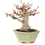 Acer palmatum, 16 cm, ± 15 ans