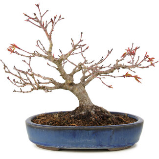 Acer palmatum, 16 cm, ± 15 years old