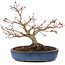 Acer palmatum, 16 cm, ± 15 jaar oud, met een nebari van 6 cm