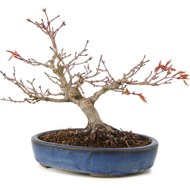 Acer palmatum, 16 cm, ± 15 ans, avec un nebari de 6 cm