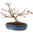 Acer palmatum, 16 cm, ± 15 años, con nebari de 6 cm