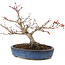 Acer palmatum, 16 cm, ± 15 Jahre alt, mit einem Nebari von 6 cm