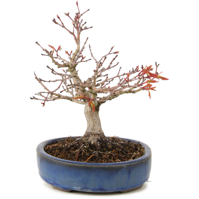 Acer palmatum, 16 cm, ± 15 years old, with a nebari of 6 cm