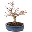 Acer palmatum, 16 cm, ± 15 años, con nebari de 6 cm