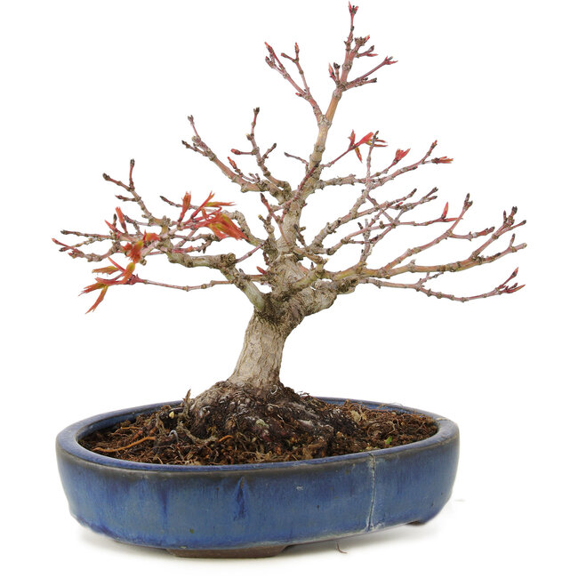 Acer palmatum, 16 cm, ± 15 ans, avec un nebari de 6 cm