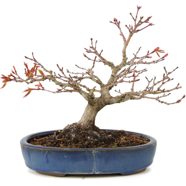 Acer palmatum, 16 cm, ± 15 ans, avec un nebari de 6 cm