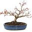 Acer palmatum, 16 cm, ± 15 años, con nebari de 6 cm