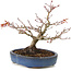 Acer palmatum, 16 cm, ± 15 anni, con un nebari di 6 cm