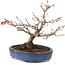Acer palmatum, 16 cm, ± 15 years old, with a nebari of 6 cm