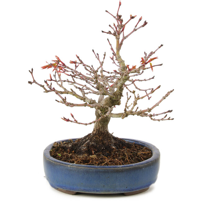 Acer palmatum, 16 cm, ± 15 years old, with a nebari of 6 cm