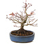 Acer palmatum, 16 cm, ± 15 jaar oud, met een nebari van 6 cm