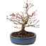 Acer palmatum, 16 cm, ± 15 Jahre alt, mit einem Nebari von 6 cm