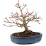 Acer palmatum, 16 cm, ± 15 años, con nebari de 6 cm