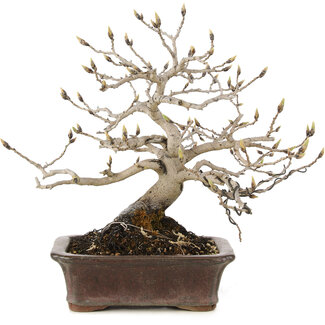 Diospyros kaki, 19 cm, ± 10 jaar oud