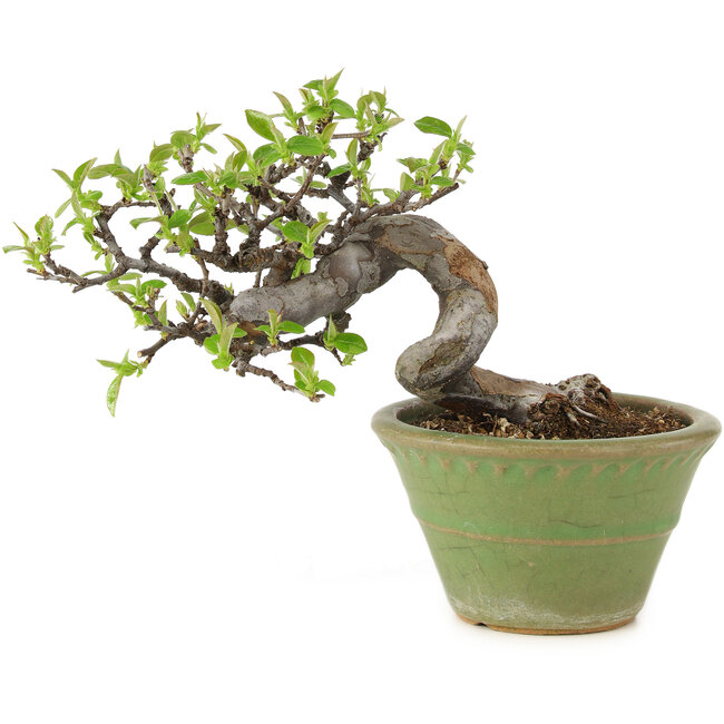 Pseudocydonia sinensis, 14 cm, ± 10 years old, in a handmade Japanese pot by Hattori