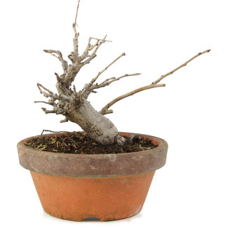 Pourthiaea villosa, 14 cm, ± 8 Jahre alt