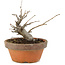 Pourthiaea villosa, 14 cm, ± 8 jaar oud