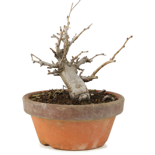 Pourthiaea villosa, 14 cm, ± 8 ans