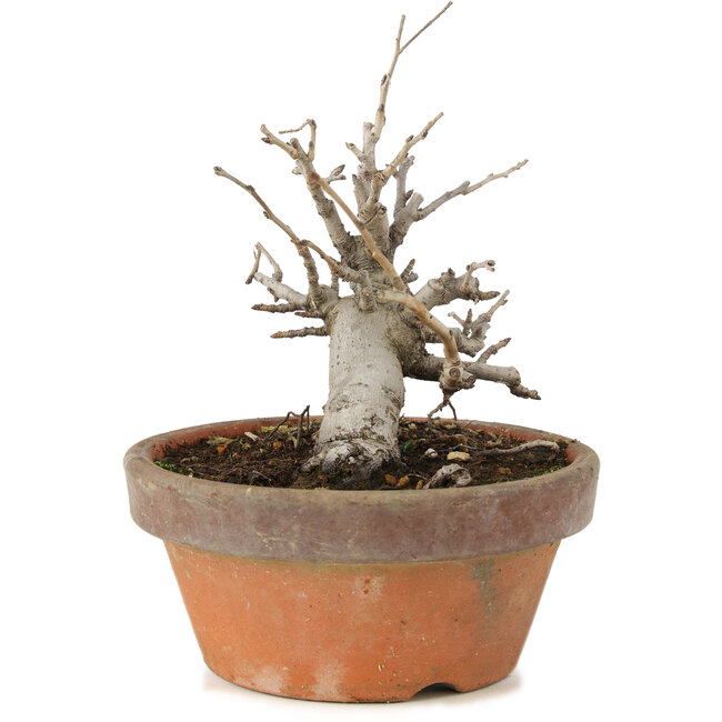 Pourthiaea villosa, 14 cm, ± 8 jaar oud