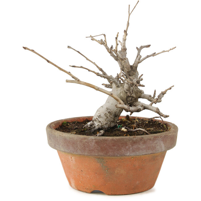 Pourthiaea villosa, 14 cm, ± 8 ans