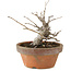 Pourthiaea villosa, 14 cm, ± 8 jaar oud