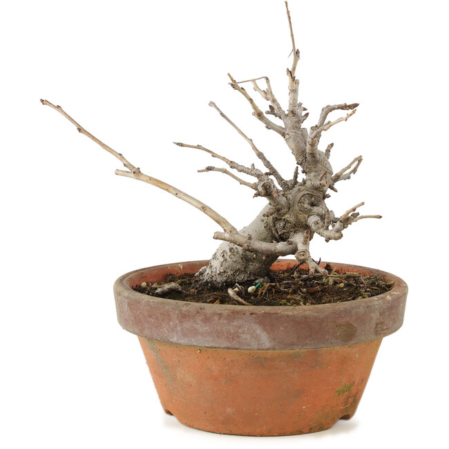 Pourthiaea villosa, 14 cm, ± 8 years old