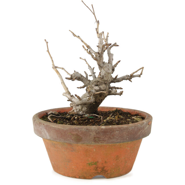 Pourthiaea villosa, 14 cm, ± 8 ans