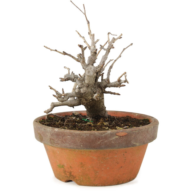 Pourthiaea villosa, 14 cm, ± 8 ans