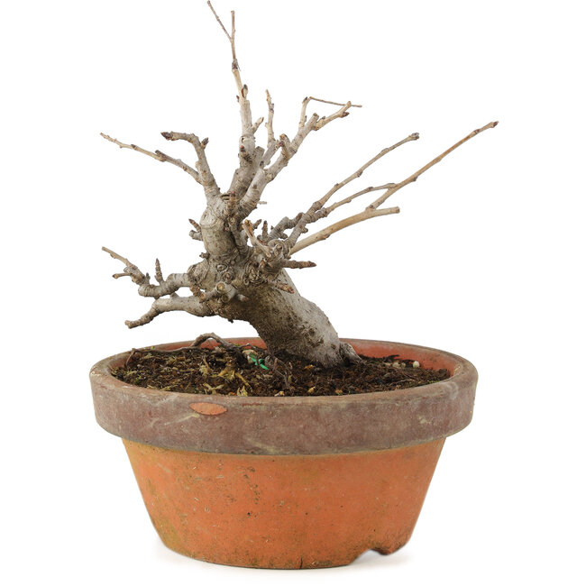 Pourthiaea villosa, 14 cm, ± 8 jaar oud